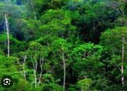 BP Toba Caldera UNESCO UGGp : “Semua Pihak Harus Melindungi Hutan Repa”