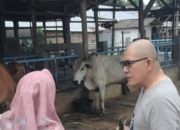 Idul Adha, IKAL SMA Negeri 6, Sembelih 7 Lembu dan 1 Kambing