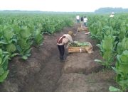 PTPN Cadangkan 500 Hektare Lahan untuk Hidupkan Kembali Kejayaan Tembakau Deli