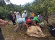 Warga Komplek Al Falah Tambun Timur Pematang Siantar Laksanakan Qurban 5 Ekor Lembu