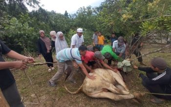 Warga Komplek Al Falah Tambun Timur Pematang Siantar Laksanakan Qurban 5 Ekor Lembu