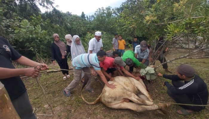 Warga Komplek Al Falah Tambun Timur Pematang Siantar Laksanakan Qurban 5 Ekor Lembu