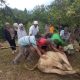 Warga Komplek Al Falah Tambun Timur Pematang Siantar Laksanakan Qurban 5 Ekor Lembu